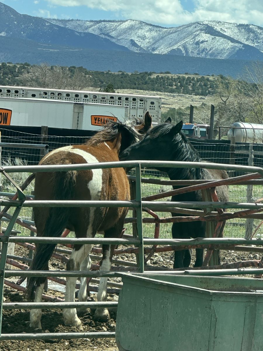 Titled Mustang Mares