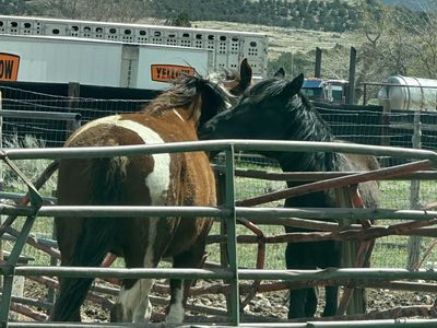 Titled Mustang Mares