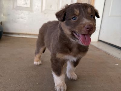 Adorable Australian Shepherd-Border Collie Puppies - Ready for Their Forever Homes!