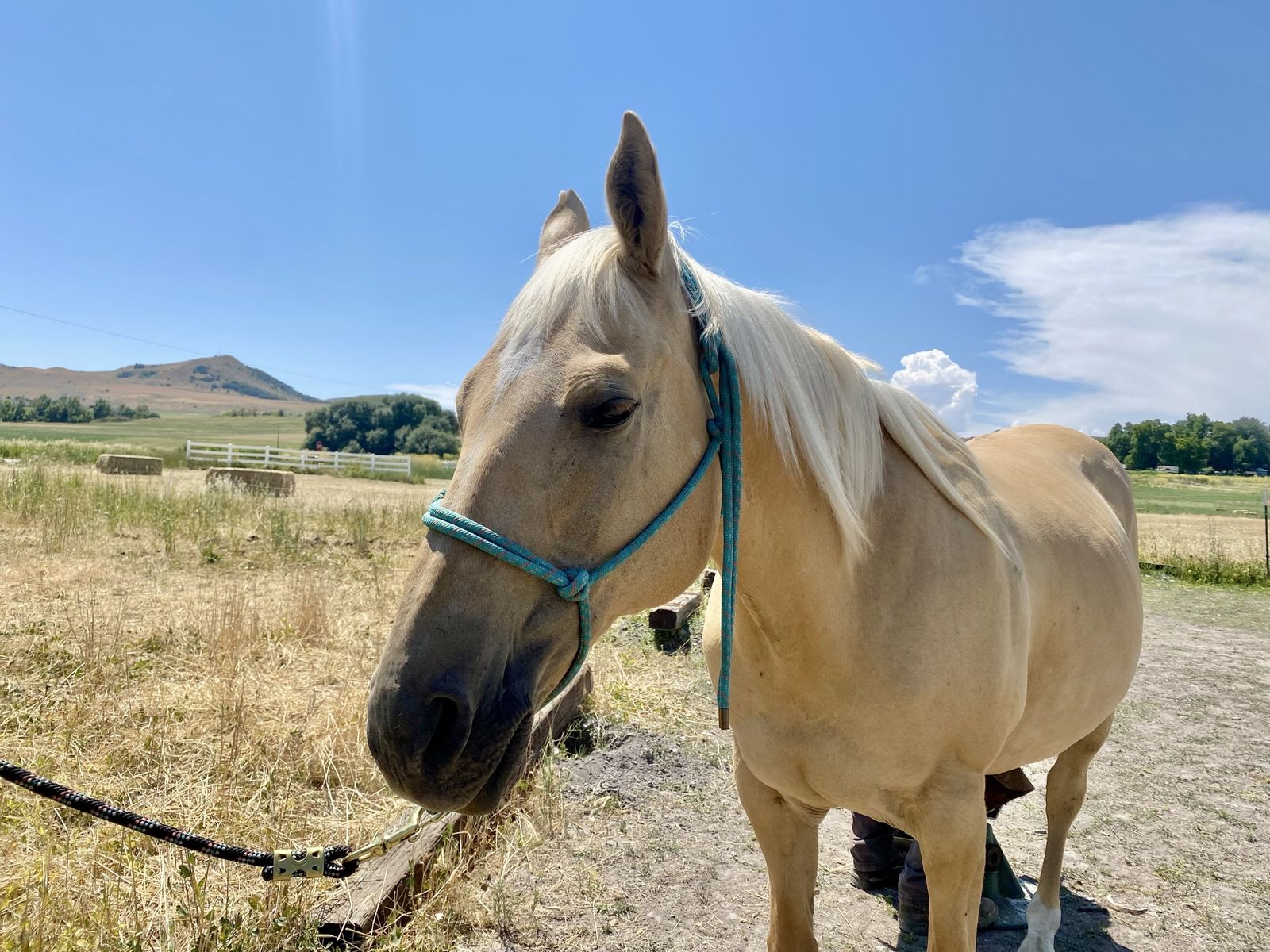 Palomino Quarter Horse Mare