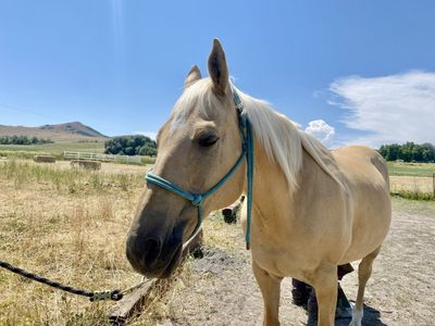 Palomino Quarter Horse Mare