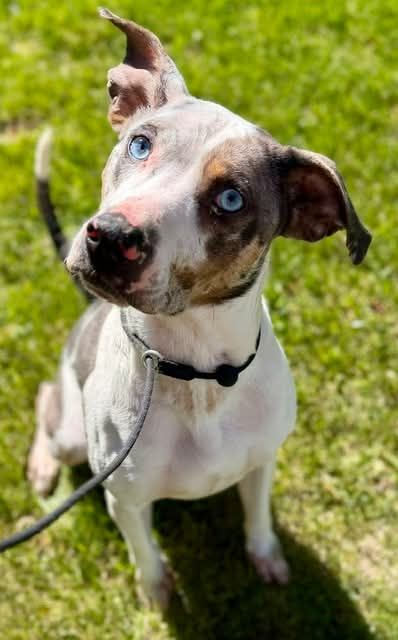 Catahoula
