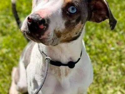 Catahoula
