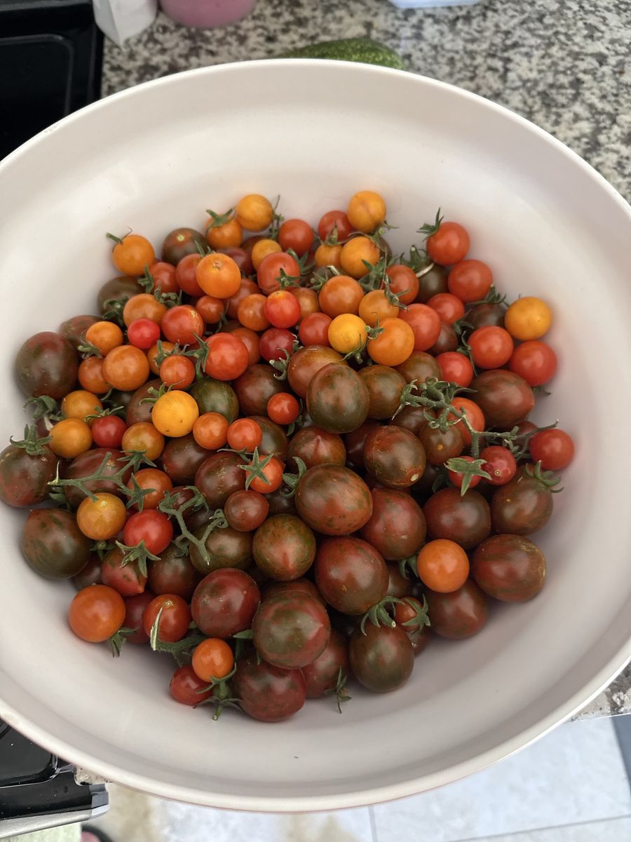 Tomato and veggie Starts