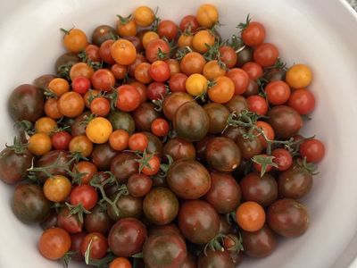 Tomato and veggie Starts