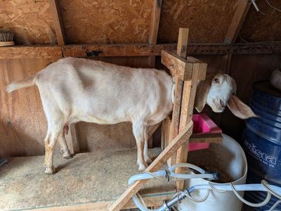 Goat, Doe in milk