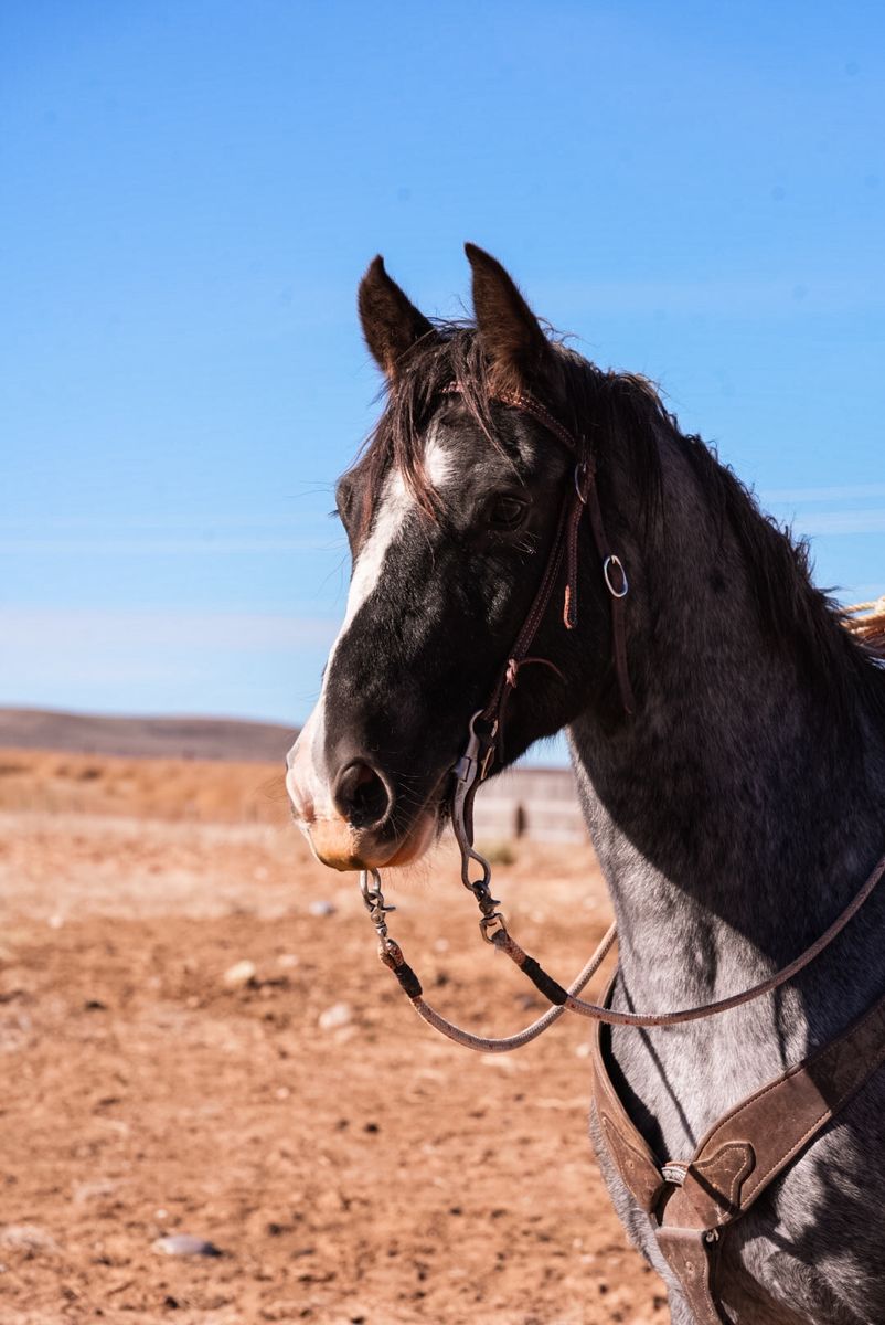 Super pretty/unique 5 year old ranch horse