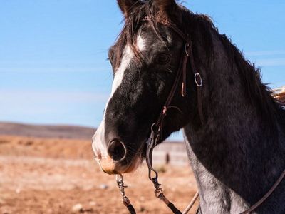 Super pretty/unique 5 year old ranch horse