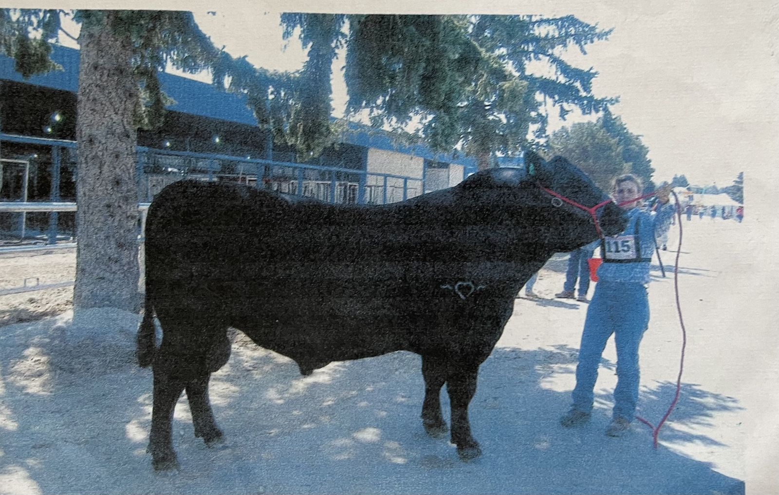 Angus Semen for Sale