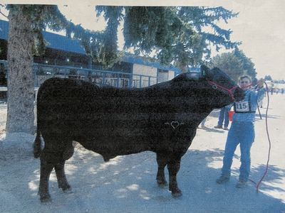 Angus Semen for Sale