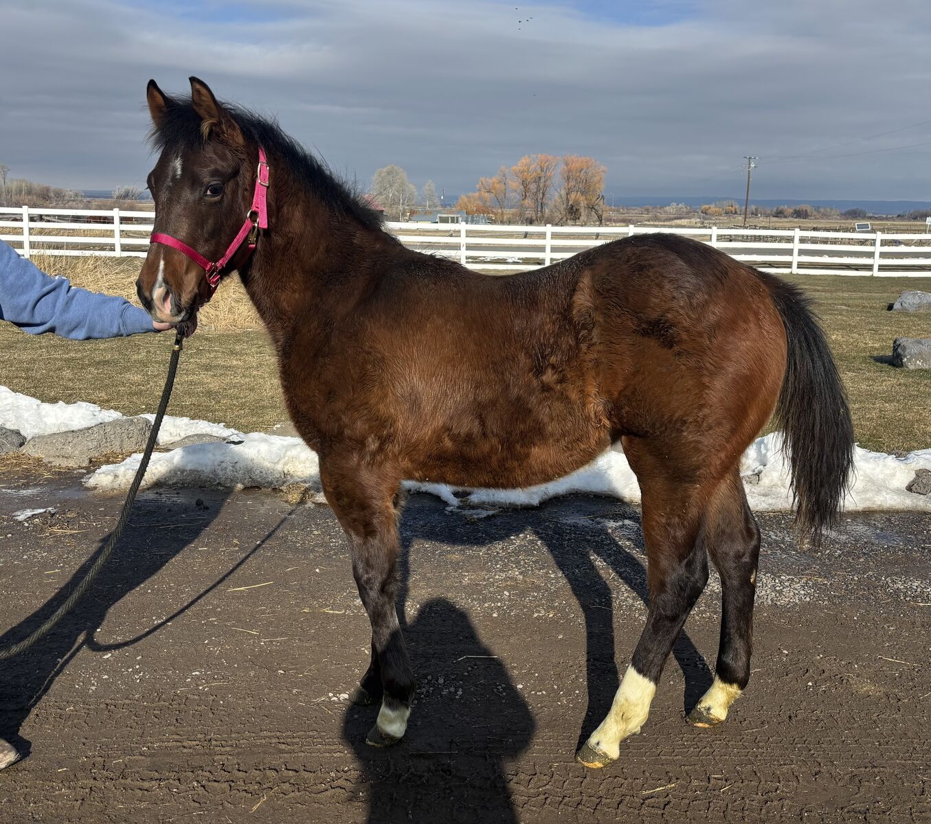 2025 Bay APHA Registered Filly "Reba"