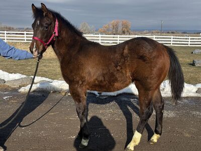 2025 Bay APHA Registered Filly "Reba"