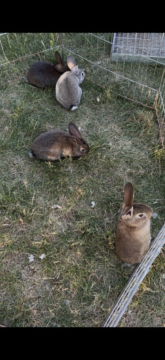 Cutest Continental Giant/Silver Fox Bunnies