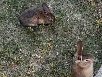 Cutest Continental Giant/Silver Fox Bunnies