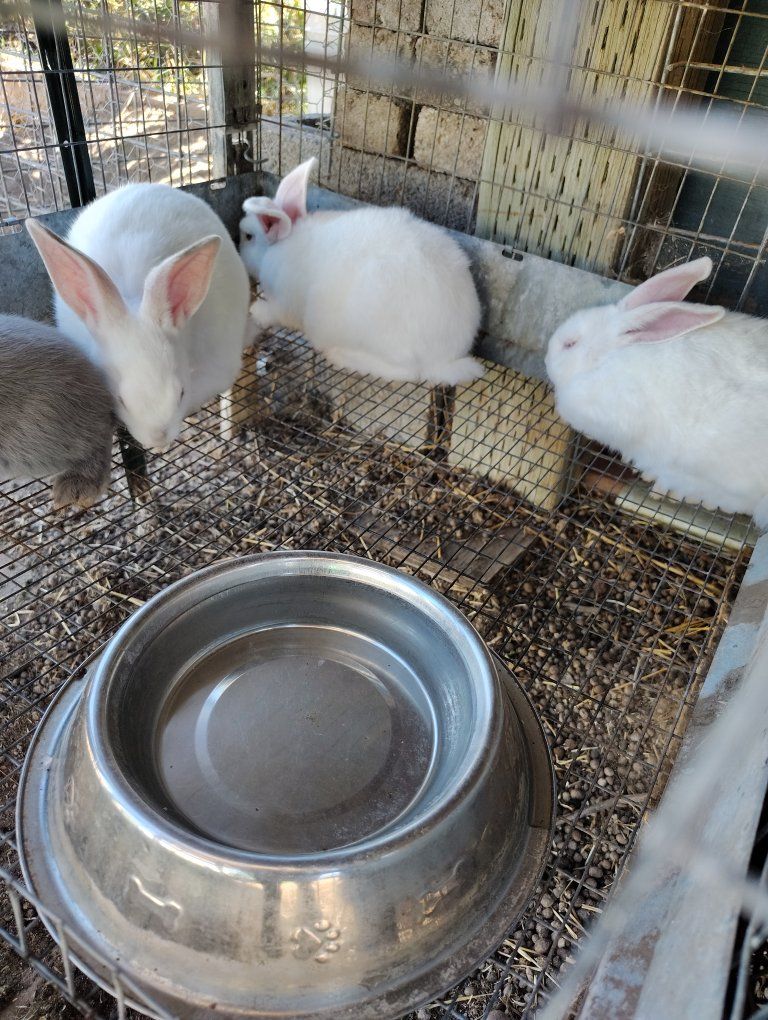 Californian/Flemish mix does $25 each