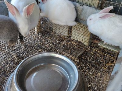 Californian/Flemish mix does $25 each