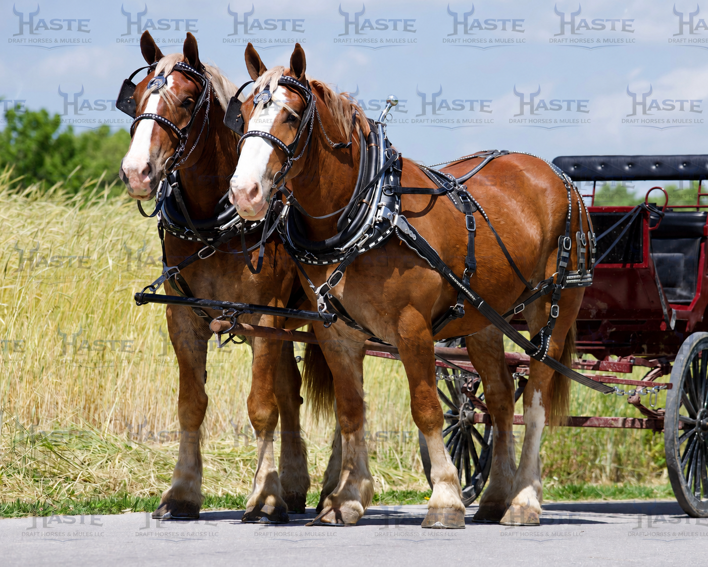 4 yr old Belgian Draft Horse Team