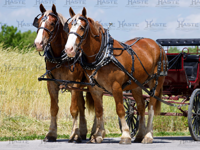 4 yr old Belgian Draft Horse Team