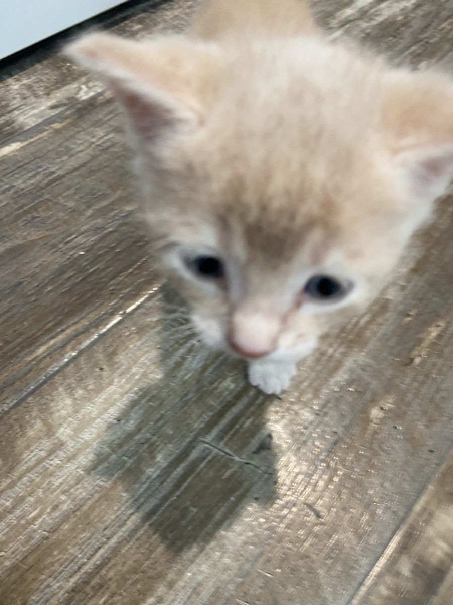 Adorable Orange Tabby Kitten - Ready for a Loving Home!