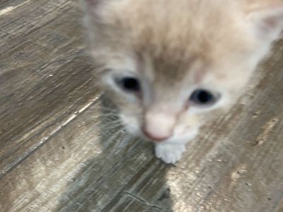 Adorable Orange Tabby Kitten - Ready for a Loving Home!