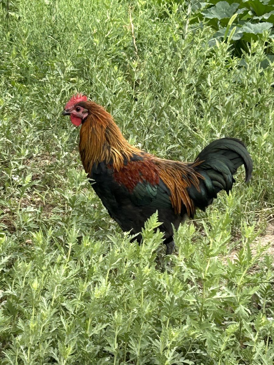 ROOSTERS
