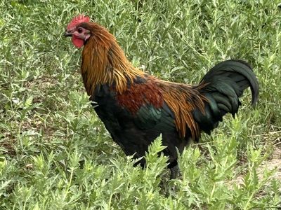 ROOSTERS
