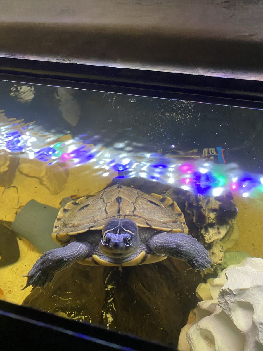 Mississippi Map Turtle 