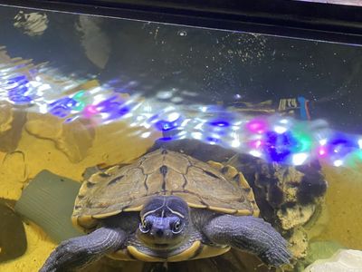 Mississippi Map Turtle