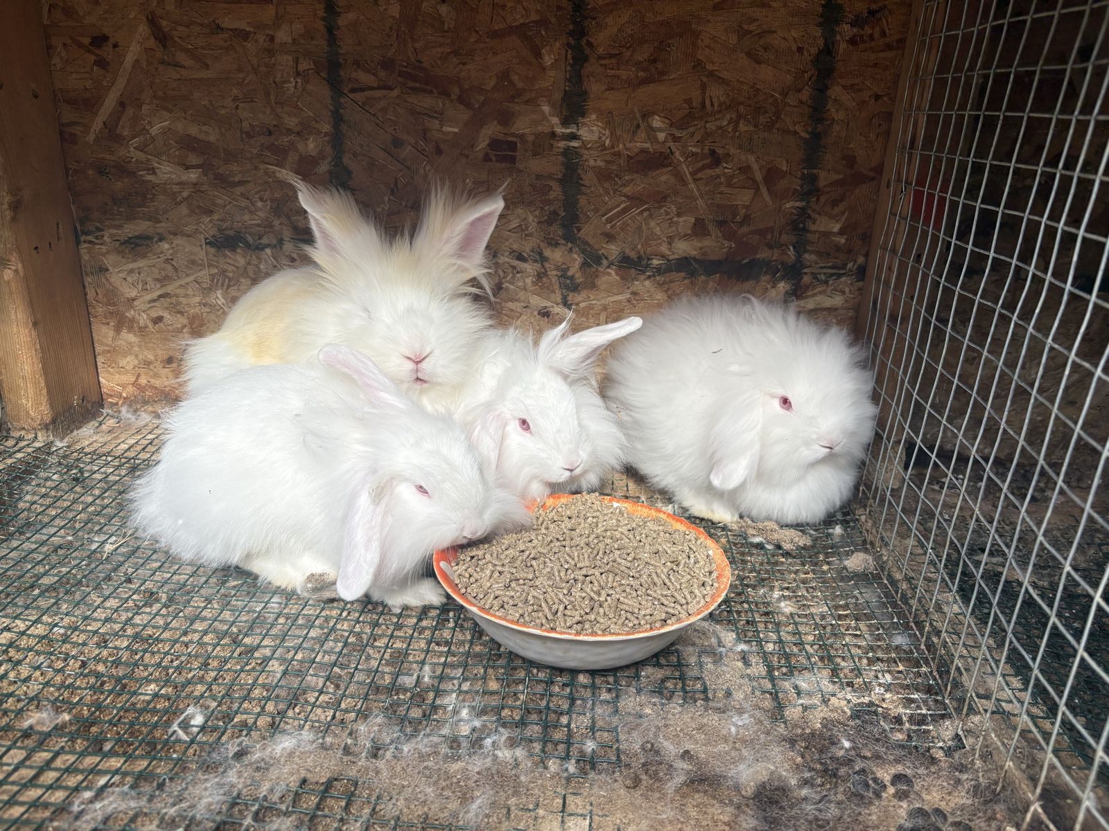 White Angora Rabbits - Fluffy & Adorable