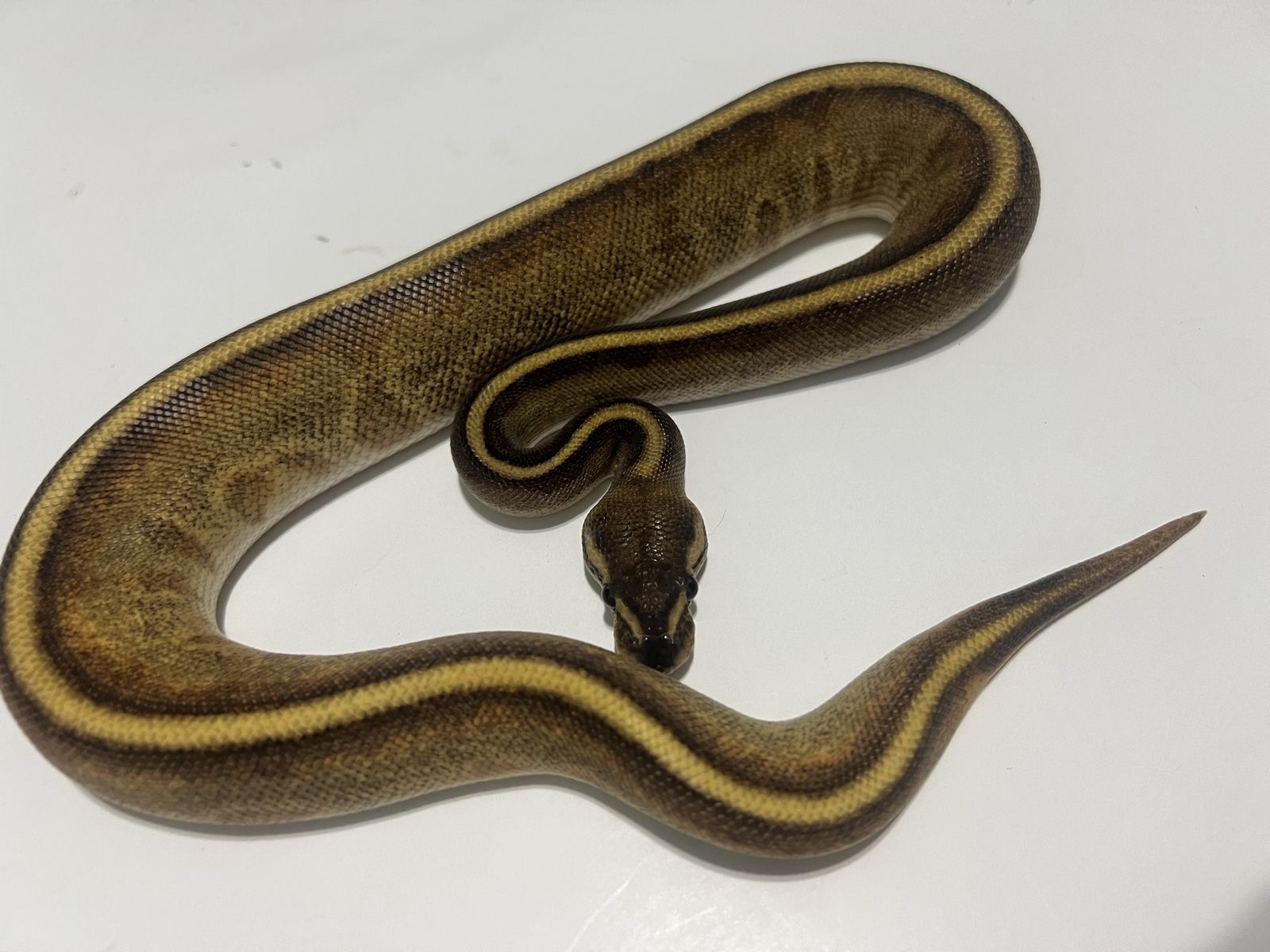 Live Pet Reptile - Striped Ball Python Morph #33