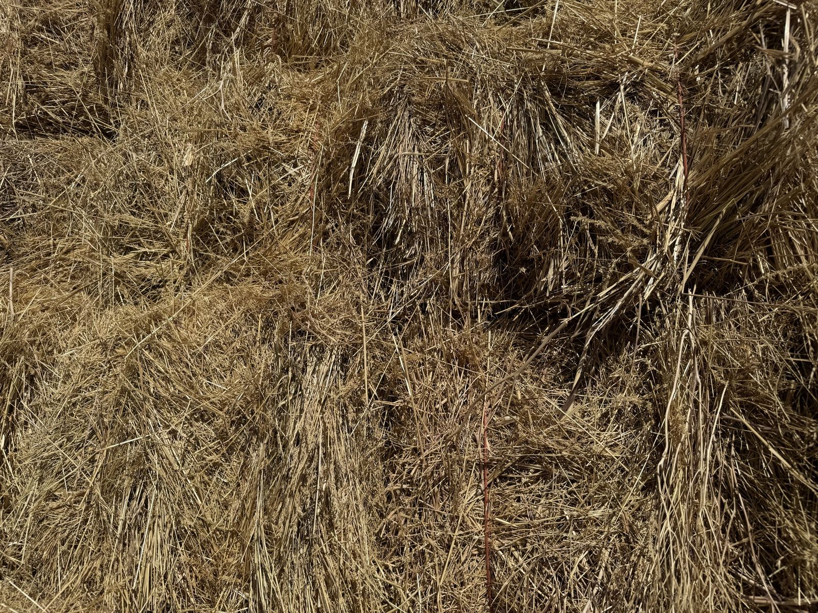 Main image 5
