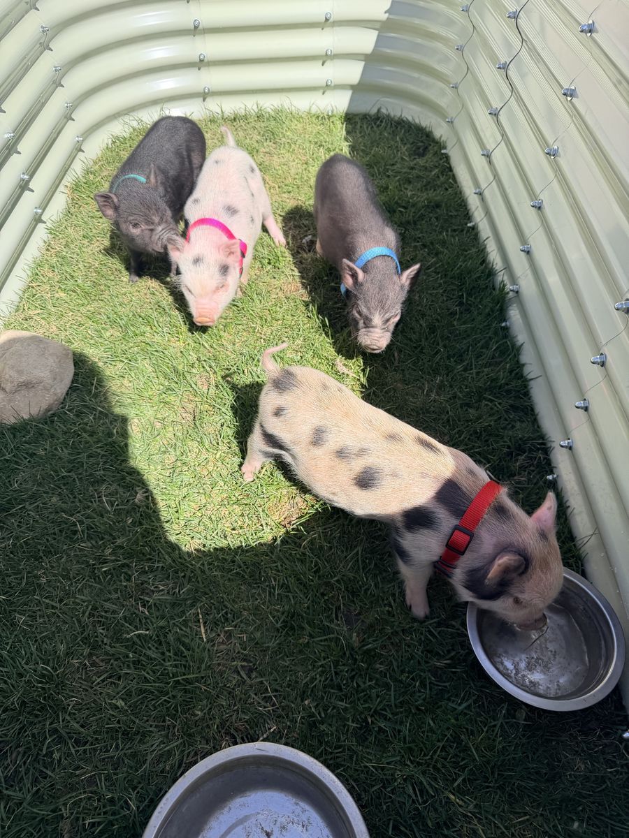 Miniature Juliana piglets