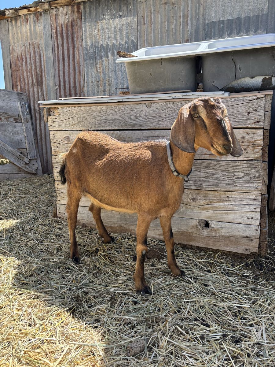 Mini Nubian yearling mama
