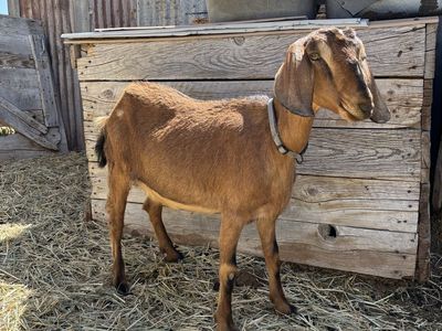 Mini Nubian yearling mama