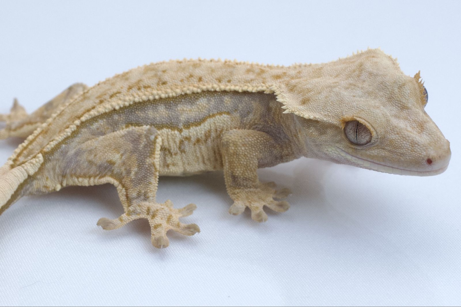 Main image 4