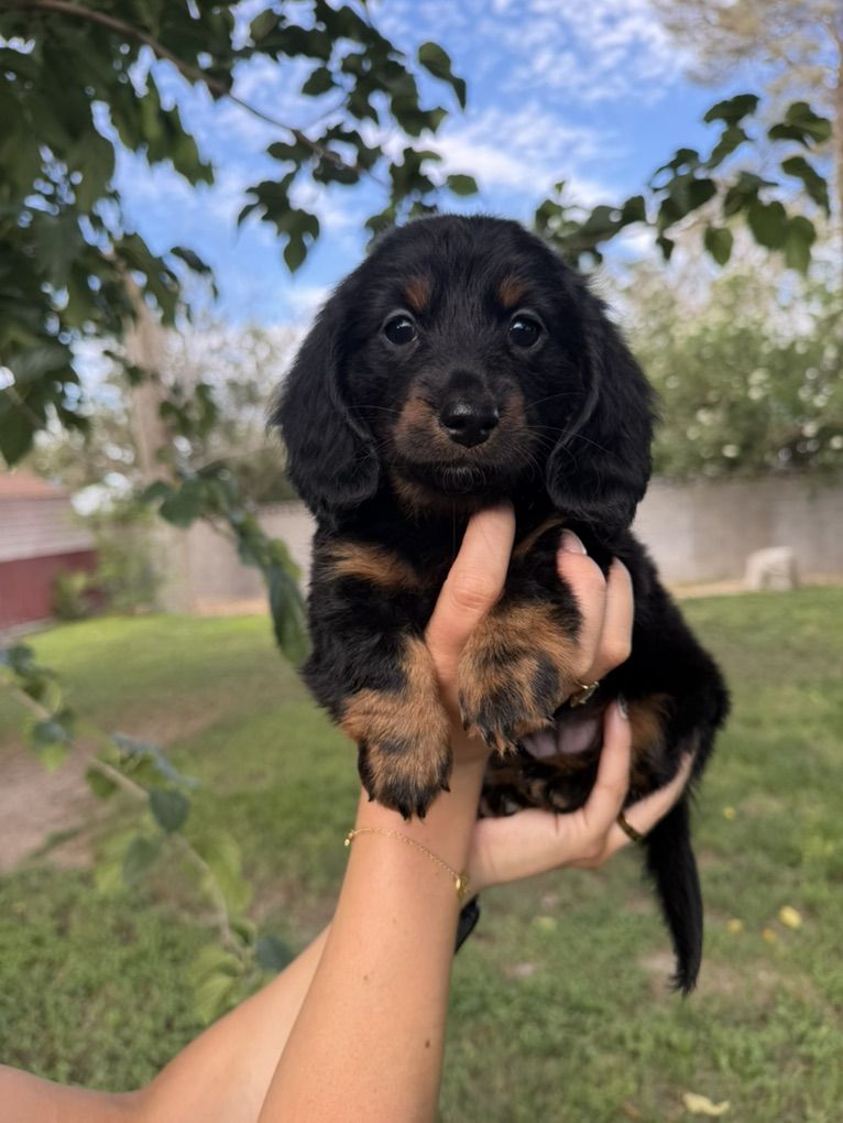 Miniature Dachshund