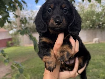 Miniature Dachshund