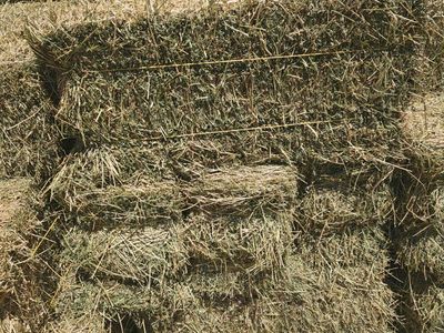 Hay - Alfalfa Small Bales