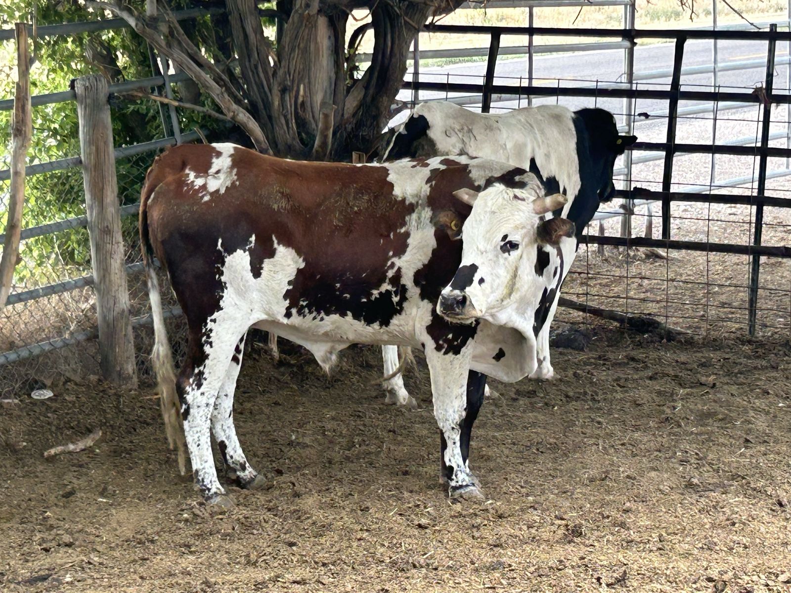 2 corriente steers