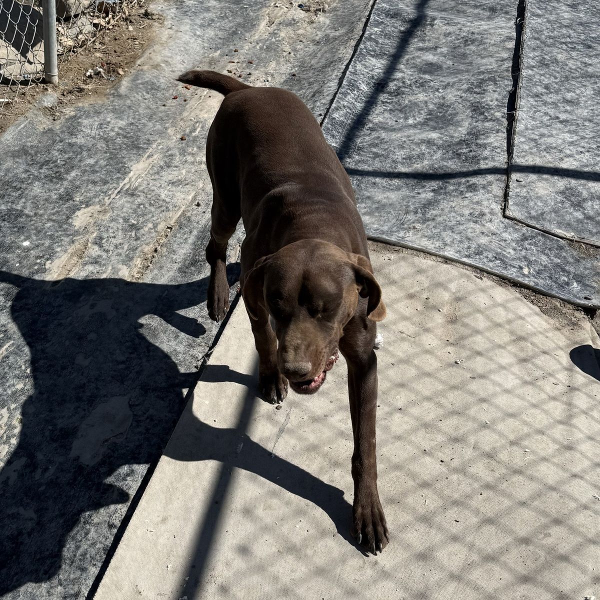 German shorthair for sale
