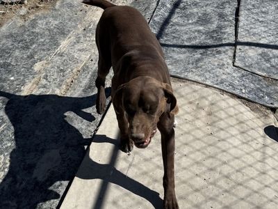 German shorthair for sale