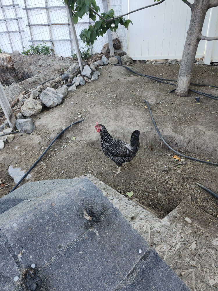 2 young laying hens: Leghorn and Easter Egger