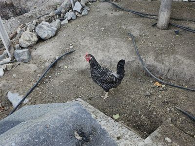 2 young laying hens: Leghorn and Easter Egger