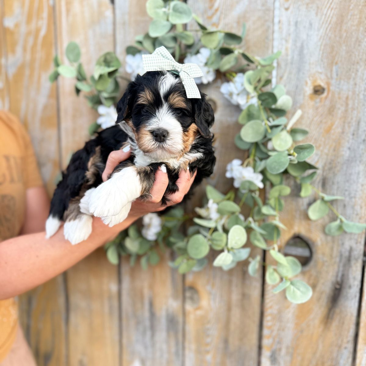 Mini Bernedoodle Multigen puppies!