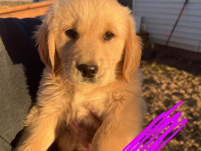 AKC Golden Retriever Females
