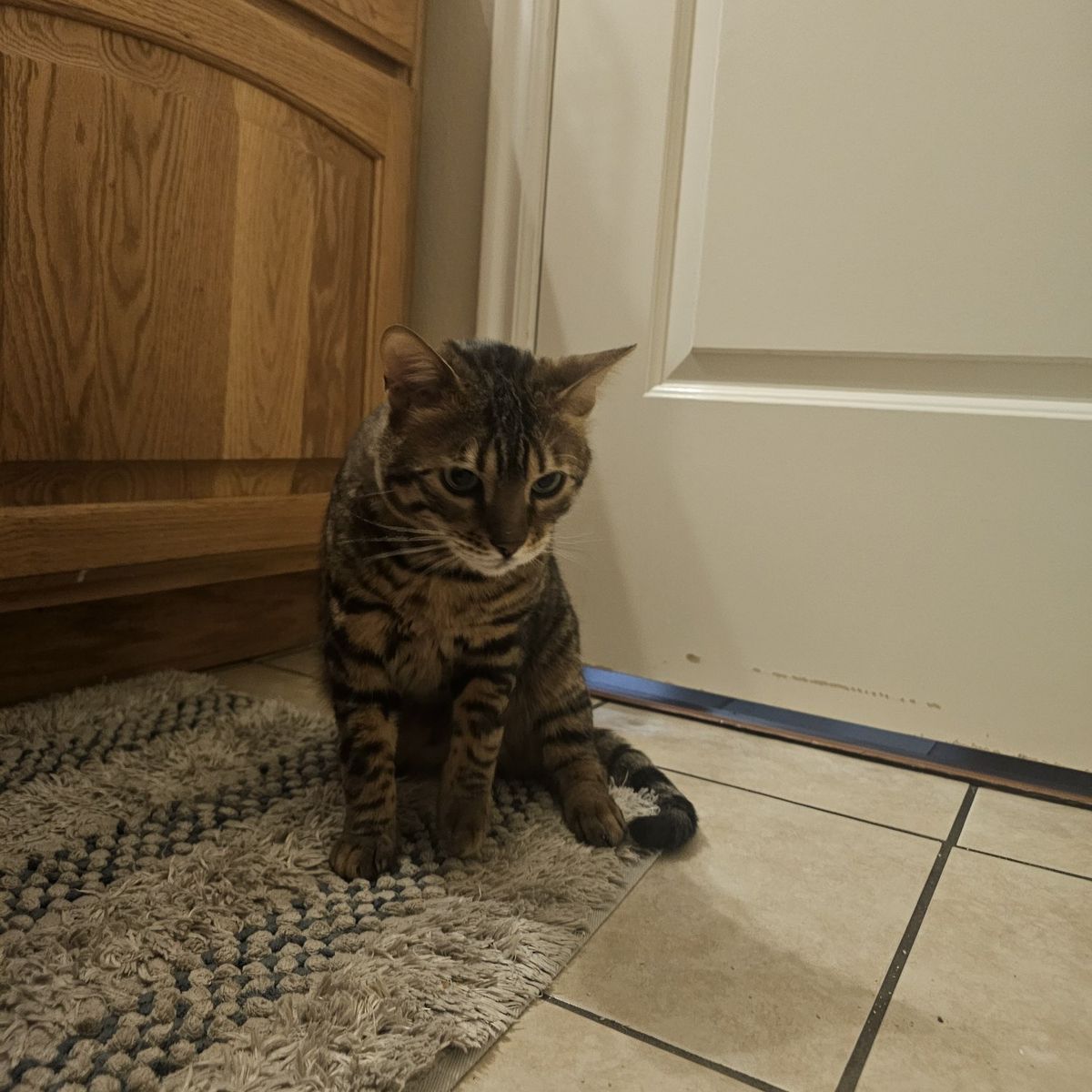 BENGAL Male Cat 2 years old