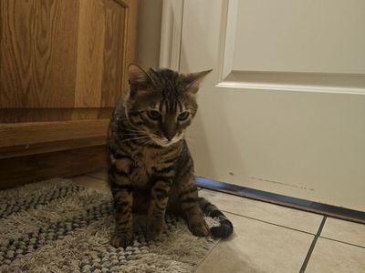BENGAL Male Cat 2 years old
