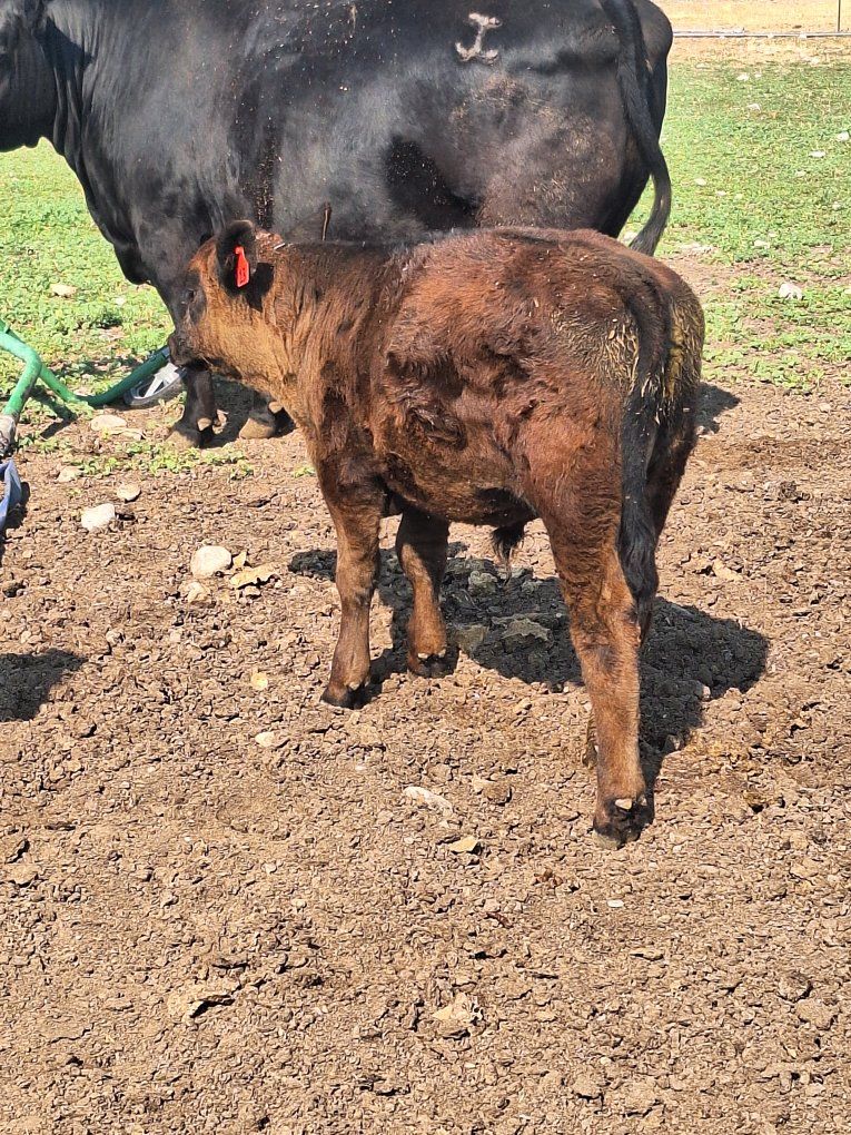 2 steers and one heifer 2400 each 