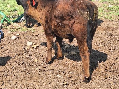 2 steers and one heifer 2400 each