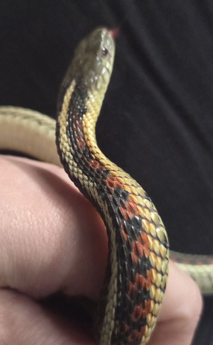 California Redsided Garter Snake